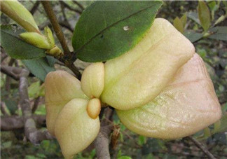 茶耳孕婦能吃嗎？孕婦能吃茶耳嗎？