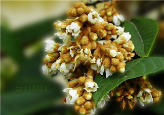 枇杷花孕婦能喝嗎？枇杷花孕婦可以喝嗎？