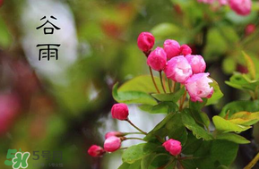 谷雨會(huì)下雨嗎？2017年谷雨會(huì)下雨嗎？