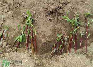 香椿可以扦插嗎？香椿什么時候扦插？