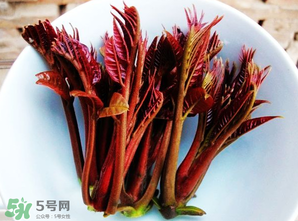香椿能插活嗎？香椿樹枝能插活嗎？