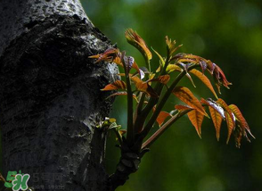香椿芽可以冷凍嗎？香椿芽怎么冷凍？