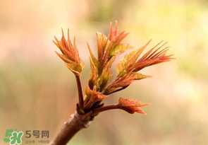 香椿芽可以冷凍嗎？香椿芽怎么冷凍？