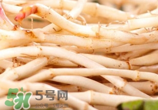 魚腥草根有什么作用？魚腥草根的功效與作用