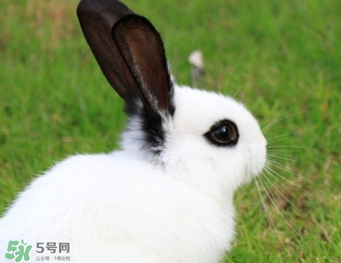 孕婦能吃兔子肉嗎？孕婦可以吃兔子肉嗎？