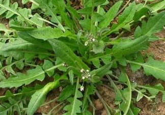 地菜是什么菜？地菜是不是薺菜