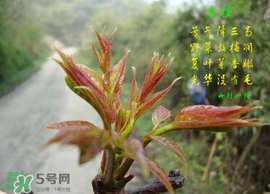 香椿臭嗎？香椿為什么那么臭？