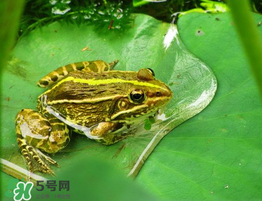 孕婦能吃青蛙嗎？孕婦可以吃青蛙嗎？