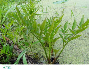 水芹菜和毒芹有哪些區(qū)別？水芹菜和毒芹圖片