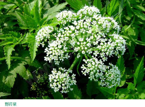 水芹菜和毒芹有哪些區(qū)別？水芹菜和毒芹圖片