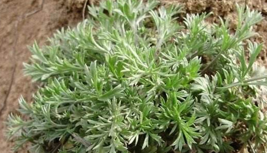 白蒿是茵陳嗎？白蒿與茵陳有什么區(qū)別