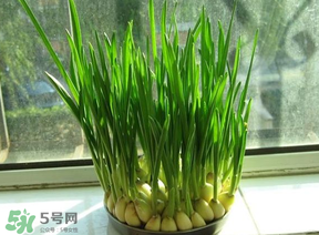 蒜苗發(fā)黃怎么回事？蒜苗發(fā)黃是什么原因？