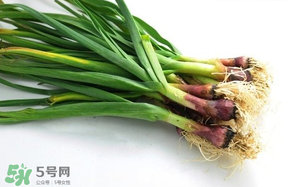蒜苗多少錢一斤？蒜苗多少錢一斤2017？