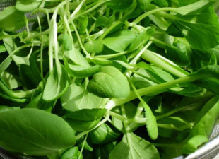 雞毛菜是什么菜？雞毛菜是小白菜嗎