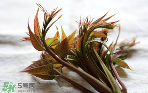 香椿怎么洗？香椿芽怎么洗干凈？
