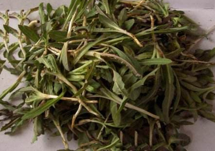 苦苦菜是什么菜？苦苦菜是苦苣嗎