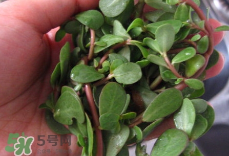 馬莧菜怎么吃？馬莧菜怎么做好吃