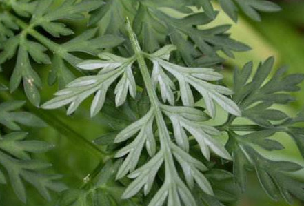 白蒿是茵陳嗎？白蒿與茵陳有什么區(qū)別