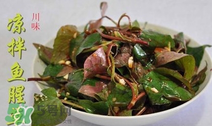 吃魚(yú)腥草可以喝酒嗎？吃魚(yú)腥草能喝酒嗎