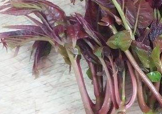 香椿芽怎么吃？新鮮香椿芽怎么吃