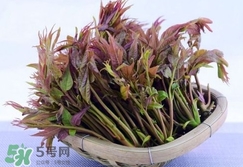 香椿芽怎么吃？新鮮香椿芽怎么吃