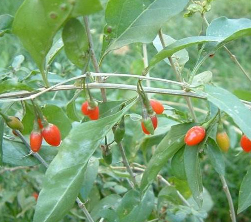 枸杞頭是什么樣子？枸杞頭是什么菜