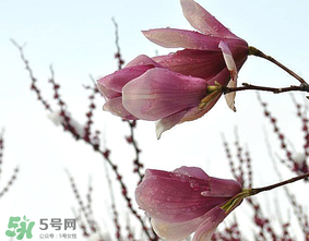 谷雨是什么季節(jié)？谷雨是春天還是夏天？