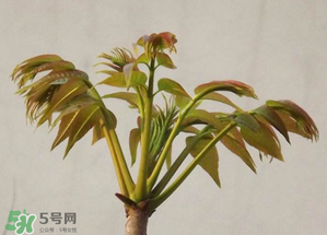 香椿紅的好還是綠的好？香椿紅色好還是綠色好？