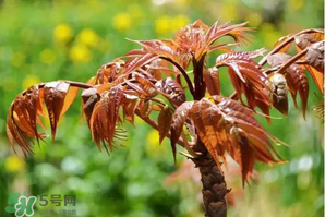 香椿紅的好還是綠的好？香椿紅色好還是綠色好？
