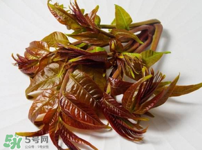 香椿有幾種？香椿哪種好？