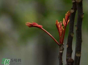 香椿有幾種？香椿哪種好？