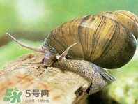 田螺可以凈化水質嗎？田螺能凈化水質嗎？