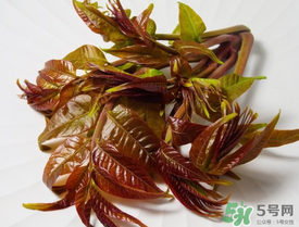 痛風(fēng)能吃香椿嗎？痛風(fēng)能吃香椿煎蛋嗎？