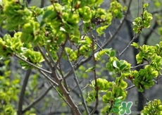 榆錢(qián)需要焯水嗎?榆錢(qián)為什么要焯水?