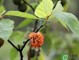 構(gòu)樹穗有什么作用？構(gòu)樹穗的作用