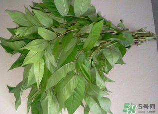 白花菜有什么功效？白花菜的功效是什么？