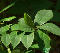 白花菜有什么功效？白花菜的功效是什么？