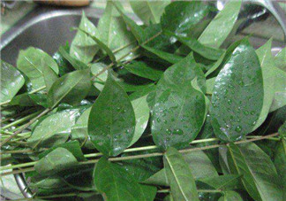 白花菜有什么功效？白花菜的功效是什么？