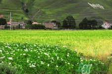 四月份去哪里旅游比較好？四月份最適合旅游的地方