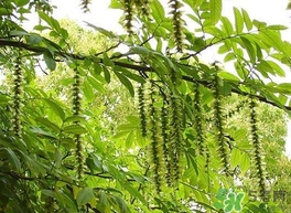 榆錢(qián)是榆樹(shù)的什么？榆錢(qián)是花還是果實(shí)