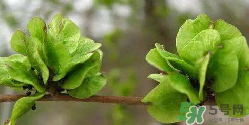 榆錢(qián)是榆樹(shù)的什么？榆錢(qián)是花還是果實(shí)