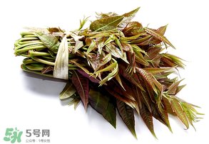 香椿可以助孕嗎？香椿有助孕的功效嗎？