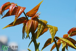 香椿可以助孕嗎？香椿有助孕的功效嗎？