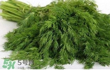 茴香苗有什么好處？茴香苗的功效與作用