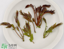 香椿能泡茶嗎？香椿茶的功效與作用