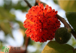 蒸構(gòu)樹(shù)花兒的功效 蒸構(gòu)樹(shù)花兒有什么功效？