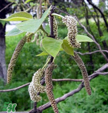 蒸構(gòu)樹(shù)花兒的功效 蒸構(gòu)樹(shù)花兒有什么功效？