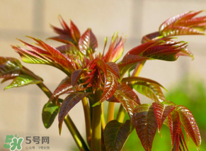 香椿會(huì)致癌嗎？香椿吃多了會(huì)致癌嗎？ 