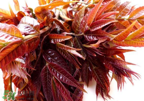 香椿會(huì)致癌嗎？香椿吃多了會(huì)致癌嗎？ 