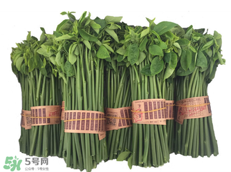 樹仔菜有毒嗎？樹仔菜有沒有毒？